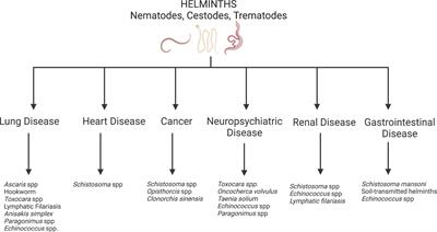 The role of helminths in the development of non-communicable diseases